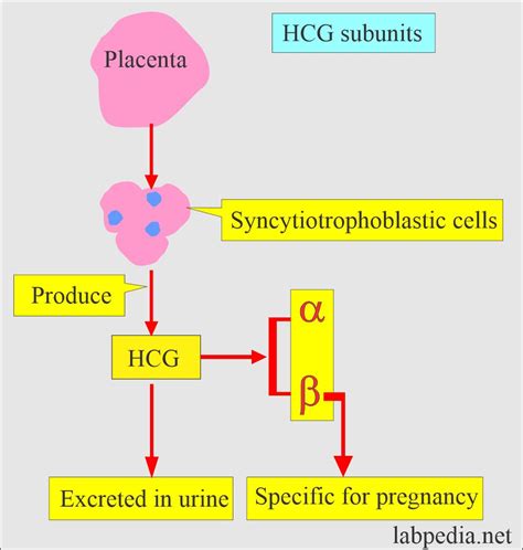 Human Chorionic Gonadotropin (hCG), β.
